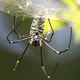 Illustration for article titled No, A Spider Did Not Burrow Under A Man's Skin And Live There For Days